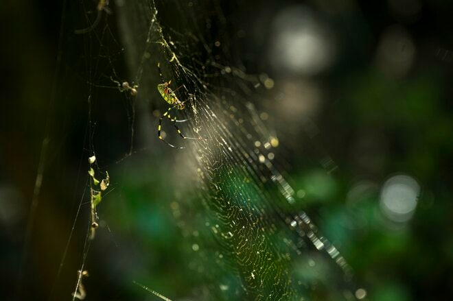 【フライフィッシング】落ちパク！  入れ食いだったのは、狙っていたアマゴじゃなかったけれど…… 「まだ渓流釣りができる幸せ！」 10月、静岡へ   2025年の画像003