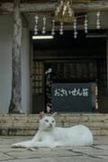 宮古島の島猫散歩におすすめ！  漲水御嶽エリア、白猫に導かれ日本最南端の神社へ【琉球島猫百景 vol.19「創造神話の聖地に棲まう白猫族」沖縄県宮古島】の画像002