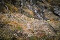 本州では2ヵ所だけ！ 希少な高山植物・九十九草（ツクモグサ）に会いに行く山登り 横岳【八ヶ岳】2023年の画像004