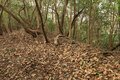 出丸の大切岸と圧巻の畝状竪堀群！  約4時間にわたる実地踏査でみた防衛遺構とは　石見国・松山城〈後編〉（島根県江津市）【戦国の山城を攻める vol.04】の画像008
