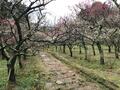 梅の見ごろ「吉野の桜・和歌山のミカン・丹波の栗」に並ぶ「江戸以来」の“間違いない”名所！　駅10分「岡本梅林公園」＆「保久良梅林」散策レポ【兵庫県神戸市】の画像006