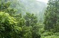 【渓流釣り】雨に煙る飛騨の渓流！ 出会いを求めて釣り旅へ「雨上がりの美渓で飛び出した美形イワナ」 2024年7月・岐阜県の画像001