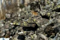 希少！ 【絶滅危惧種】北海道・ナキウサギのキュートすぎる“もふもふ“姿と鳴き声【2021年・東大雪】