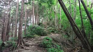 人気の「高尾山」6号路で「あわや」の体験も！「夏の低山登山トラブル」3つの実体験レポ！  やってはいけない “ブーメラン” NG行動＆対策とは！？