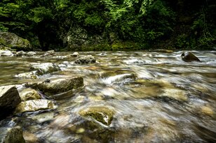 初夏の渓に響く歌声・心地いいソプラノの正体は？ 業界イチの歌唱力！ 甘い声でメスを誘うカジカガエル  2022年6月