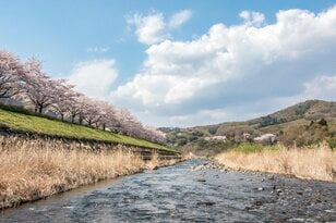 『渡良瀬川』桜咲く川辺にカゲロウ舞う季節！ 癒しのお花見フィッシング【渓流釣り】群馬県