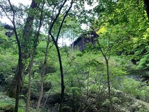 都心から2時間半でアクセスOK「三頭山」 癒しの森・圧巻の大滝・山頂からの展望！  森林浴ハイキング「現地レポ」