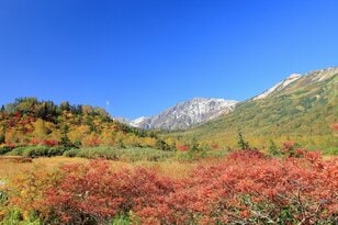 北アルプスに抱かれた高層湿原ならではの紅葉模様「栂池自然園」