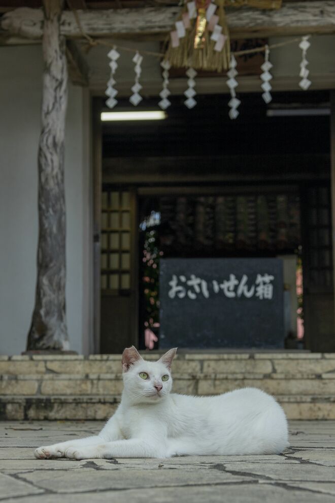 宮古島の島猫散歩におすすめ！  漲水御嶽エリア、白猫に導かれ日本最南端の神社へ【琉球島猫百景 vol.19「創造神話の聖地に棲まう白猫族」沖縄県宮古島】の画像002
