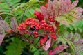 1時間半のライトトレッキング！  紅葉と白馬三山を湖面に映す「八方池」の絶景へ！の画像007