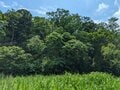 関東に残された唯一の奇跡の森！  三浦半島にある「小網代の森」って、どんなところ？  海まで続く約1.3km 散策レポートの画像007