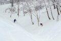「かぐら、舞子」など首都圏から “アクセス抜群” の湯沢エリア、「斑尾、タングラム、シャルマン」など豪雪がもたらす “パウダーフリークの聖地” の信越エリア【ツリーランが滑れる全国スキー場ガイド vol.3  湯沢・信越 編】の画像010
