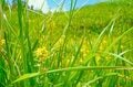 【登山】花の百名山は天空の楽園だった！「平標山の高山植物に魅了される夏」 新潟県・2023年の画像005