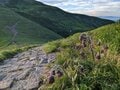 一度は見たい！「タイミング＆スポット」限定で咲く、激レア「高山植物の固有種」 東北「百名山」5選！の画像004
