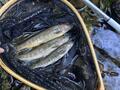 標高1,500m源流域でのテンカラ釣り！  細い流れから次々飛び出す天然イワナ！  ラスト「尺超え」が釣れた意外なポイントとは！？の画像003