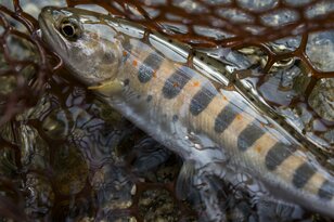 【渓流釣り】 ゾーニングで快適なフィールド 「寒狭川で花見気分のフライフィッシング！」 愛知県新城市 2025年