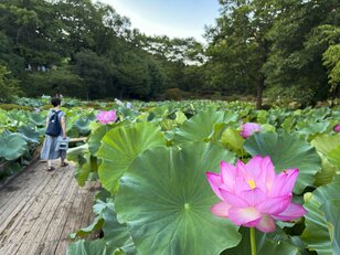 不老長寿の願いを込めて！ “ハスの葉からお酒を飲む” 人気行事「荷葉酒」体験レポ【東京都町田市】2023年