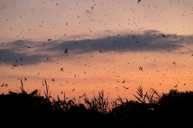 【バードウォッチング】必見！ 古都・平城宮跡の夕焼けに舞う6万羽のツバメ  “日本最大級”のねぐら入りに460人が魅了された！  奈良県｜2026年の画像008