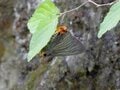 「この虫はガ？ それともチョウ？」 秋に花壇で見られる ”地味” な虫に注目【あなたのすぐそばにいる「季節の虫」の探し方 vol.11】の画像003