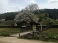 福井県内の「隠れた桜の名所」3選！地元民だけが知っている！「枝垂れ・遺跡・城」の絶景とは？の画像002