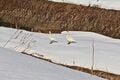 「雪国移住のリアル」千葉から秋田へ「5年在住」ライター「暖房代・雪かき・子供服…」意外な苦労と将来「実生活レポ」の画像003