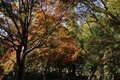 まだ間に合う！【関東の紅葉最終案内】房総・大福山と梅ヶ瀬渓谷で晩秋のんびり歩きの画像002