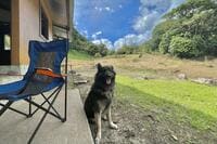 「犬連れアウトドア」は迷惑かOKか？  旅先でトラブルを避けるために… SAやキャンプ場で見かける「迷惑行為」と「NGマナー」解説