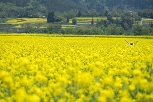 【ゴールデンウィーク】信州の春はピンクと黄色のハーモニー！ お出かけの参考に「北信濃・“菜の花”お花見スポット」