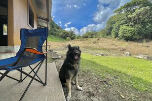 「犬連れアウトドア」は迷惑かOKか？  旅先でトラブルを避けるために… SAやキャンプ場で見かける「迷惑行為」と「NGマナー」解説