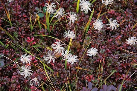 【つがいけマウンテンリゾート】絶景紅葉ハイキングを堪能！  秋風ゆらめく高層湿原で木道歩き「栂池自然園」の画像008