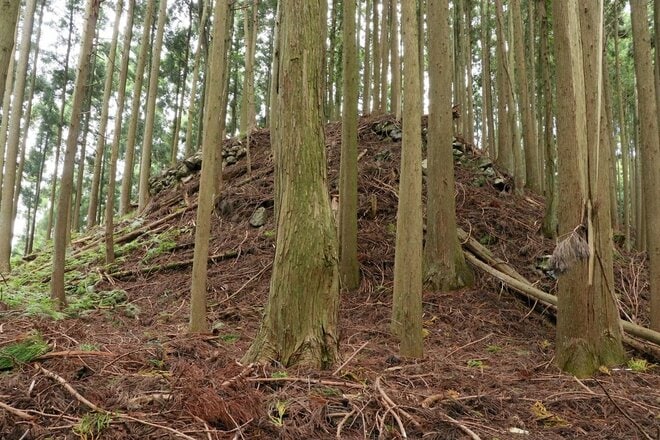 【NHK大河『豊臣兄弟！』ゆかりの城】そそり立つ “異質” なほどの高石垣が目前に迫る！「丹波国・周山城〈後編〉」（京都府京都市）【戦国の山城を攻める vol.10】の画像006