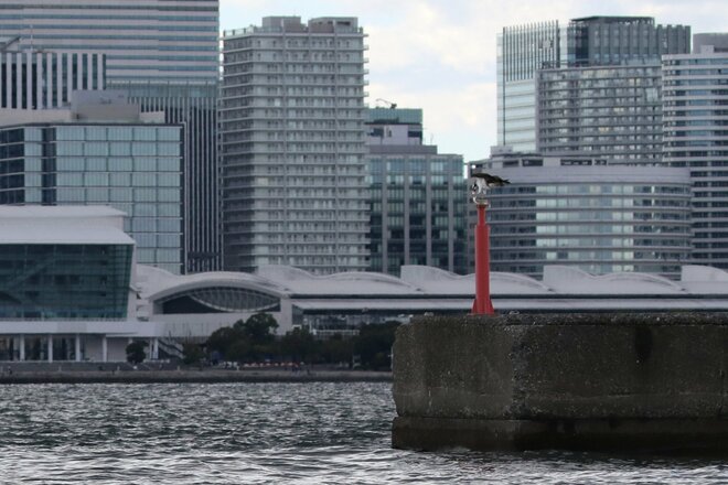 プライベート感ありすぎ！ “フルオーダー可能”な横浜唯一の水上タクシー【SUITAKU】で「波間に揺れる水鳥のバードウォッチング」横浜港を贅沢クルージングの画像017