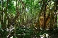 【世界自然遺産・屋久島】 屋久島をレンタカーで一周するドライブ旅「千尋の滝・大川の滝・ガジュマル・西部林道」を一日でめぐる！の画像006