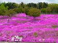 ゴールデンウィークに「2回目の桜」を味わえる！  バイクで行く北の大地「春の北海道」おすすめツーリングスポット3選の画像002