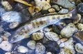 清流「大芦川」解禁日！【驚愕の人出】で大盛況！ 水面を割って躍り出る「美ヤマメ」の春・2022年4月の画像005