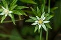 【日本百名山】日本のエーデルワイス！ 雲海の上で輝くハヤチネウスユキソウ「花づくし！ みちのくの名峰・早池峰山」岩手県／2022年の画像004