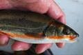 関東随一の清流「那珂川」で「春のウグイ」釣り！  婚姻色でオレンジに染まる美魚を「焼きアイソ」で味わう季節の味覚と地域の食文化の画像006