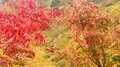 【2024年10月 第2週】今週末の紅葉見るならどこ？  名所＆人気スポットの最新情報をお届け「WEEKLY紅葉ニュース」の画像001