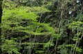 ＜4月末の御岳山レポート＞都心からすぐ。苔むした岩が美しい新緑のロックガーデン～宿坊ランチで異空間へ小トリップ！の画像004
