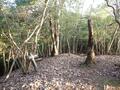 ゴールデンウィークには「ツツジ」が彩る、丹波「向山連山」 ユニーク岩たどる低山縦走＆「黒井城跡」見下す絶景レポート【兵庫県丹波市】の画像028