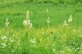 【花便り】高層湿原でお花見トレッキング！  木道ギリギリまで咲き誇るニッコウキスゲやコバイケイソウの中を歩こう！【長野県栂池自然園】の画像006