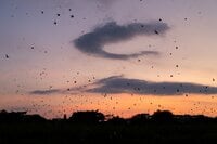 【バードウォッチング】必見！ 古都・平城宮跡の夕焼けに舞う6万羽のツバメ  “日本最大級”のねぐら入りに460人が魅了された！  奈良県｜2026年