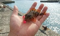 【釣果のルール】知るべき多様なNG！  釣った魚は「持ち帰りOKか」「リリースできるか」「運んでよいか」制限や義務を知るためのポイント【解説】