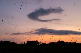 【バードウォッチング】必見！ 古都・平城宮跡の夕焼けに舞う6万羽のツバメ  “日本最大級”のねぐら入りに460人が魅了された！  奈良県｜2026年