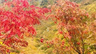 【2024年10月 第2週】今週末の紅葉見るならどこ？  名所＆人気スポットの最新情報をお届け「WEEKLY紅葉ニュース」