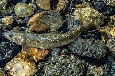 渓流釣り シーズンラストスパート 太公望のメッカ 奥只見湖 銀山湖 から遡上する大物狙い 果たして釣果は 22年 新潟県 福島県 概要 アクティビティ レポート Bravo Mountain 渓流釣り シーズンラストスパート 太公望のメッカ 奥只見湖 銀山湖 から遡上する大物狙い 果たして釣果は 22年 新潟県 福島県 概要 アクティビティ レポート Bravo Mountain