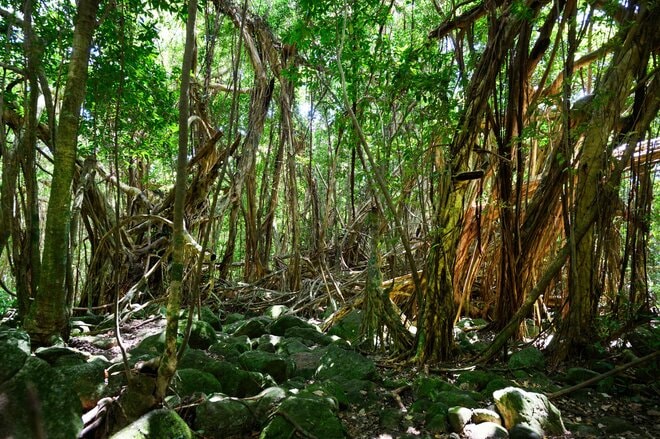 【世界自然遺産・屋久島】 屋久島をレンタカーで一周するドライブ旅「千尋の滝・大川の滝・ガジュマル・西部林道」を一日でめぐる！の画像006